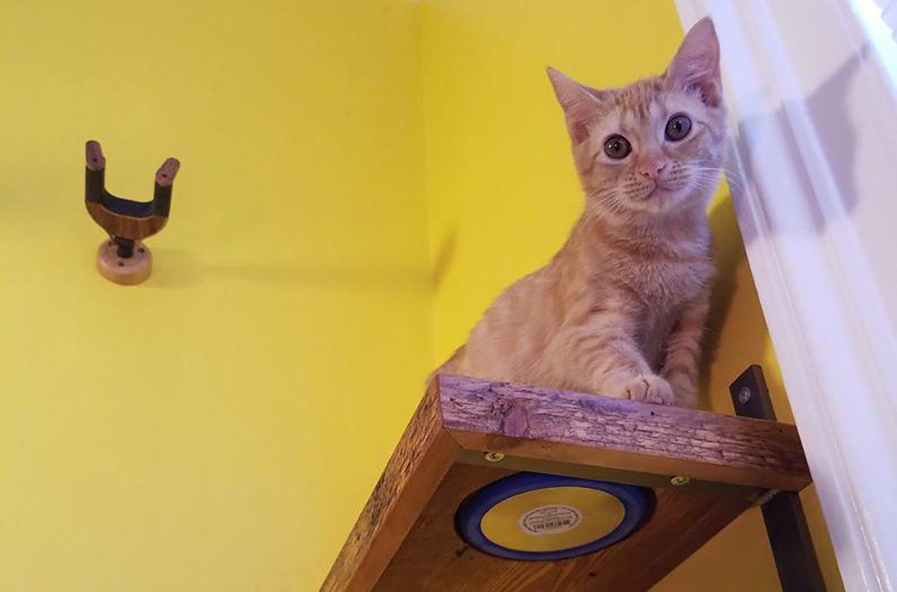 Rustic Reclaimed Wood Cat Shelves