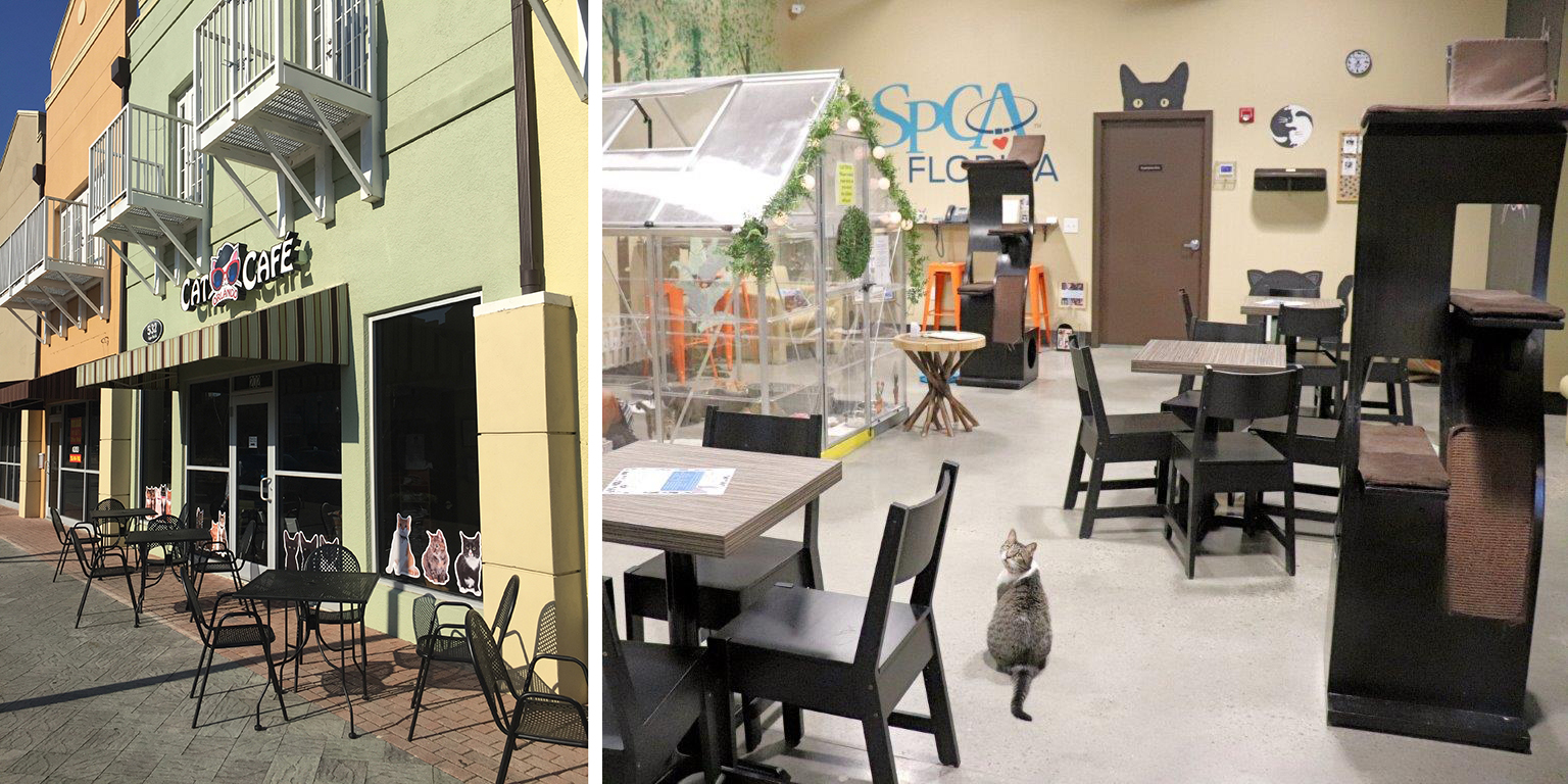 Orlando Cat Cafe