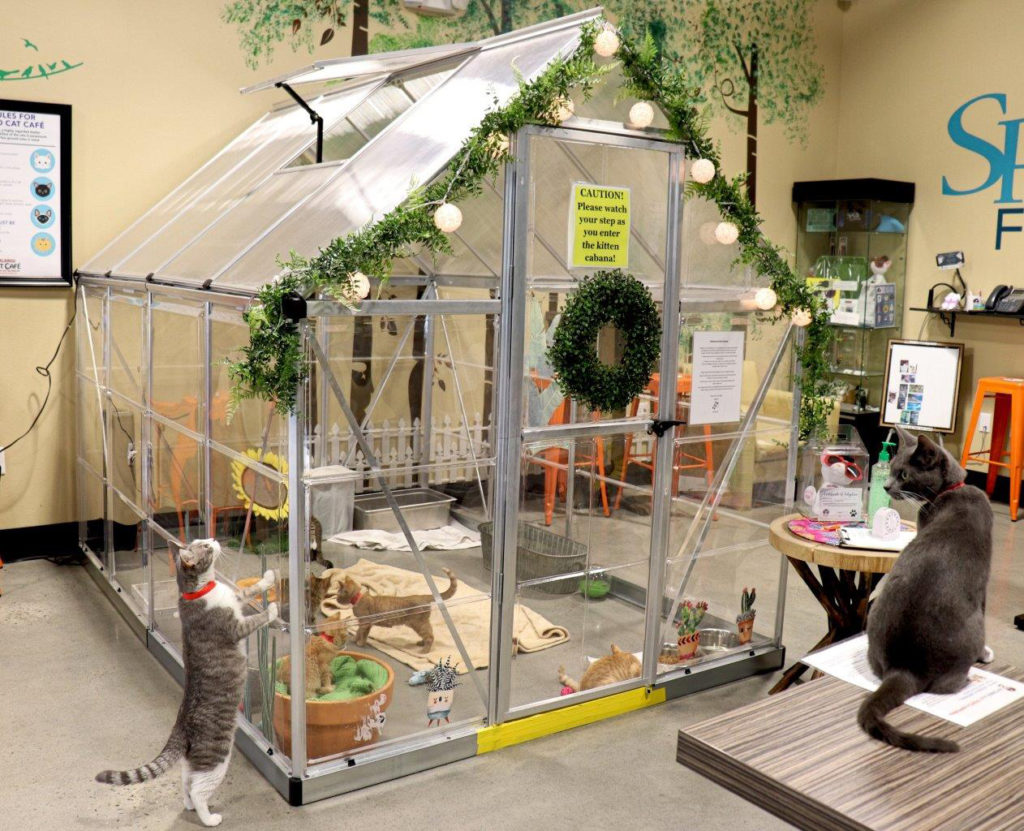 Orlando Cat Café Orlando, FL • hauspanther