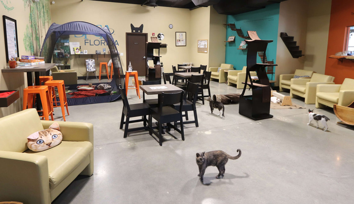 Orlando Cat Café :: Orlando, FL