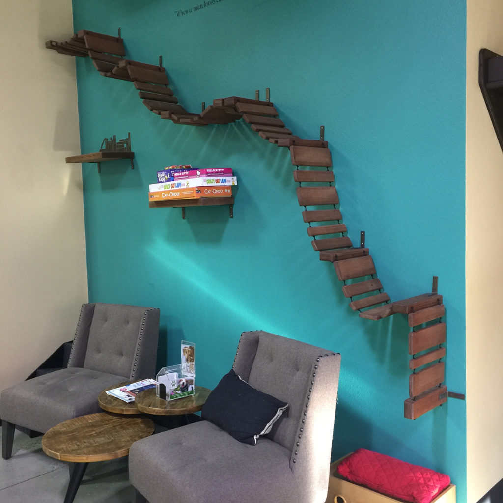 Orlando Cat Café Orlando, FL • hauspanther