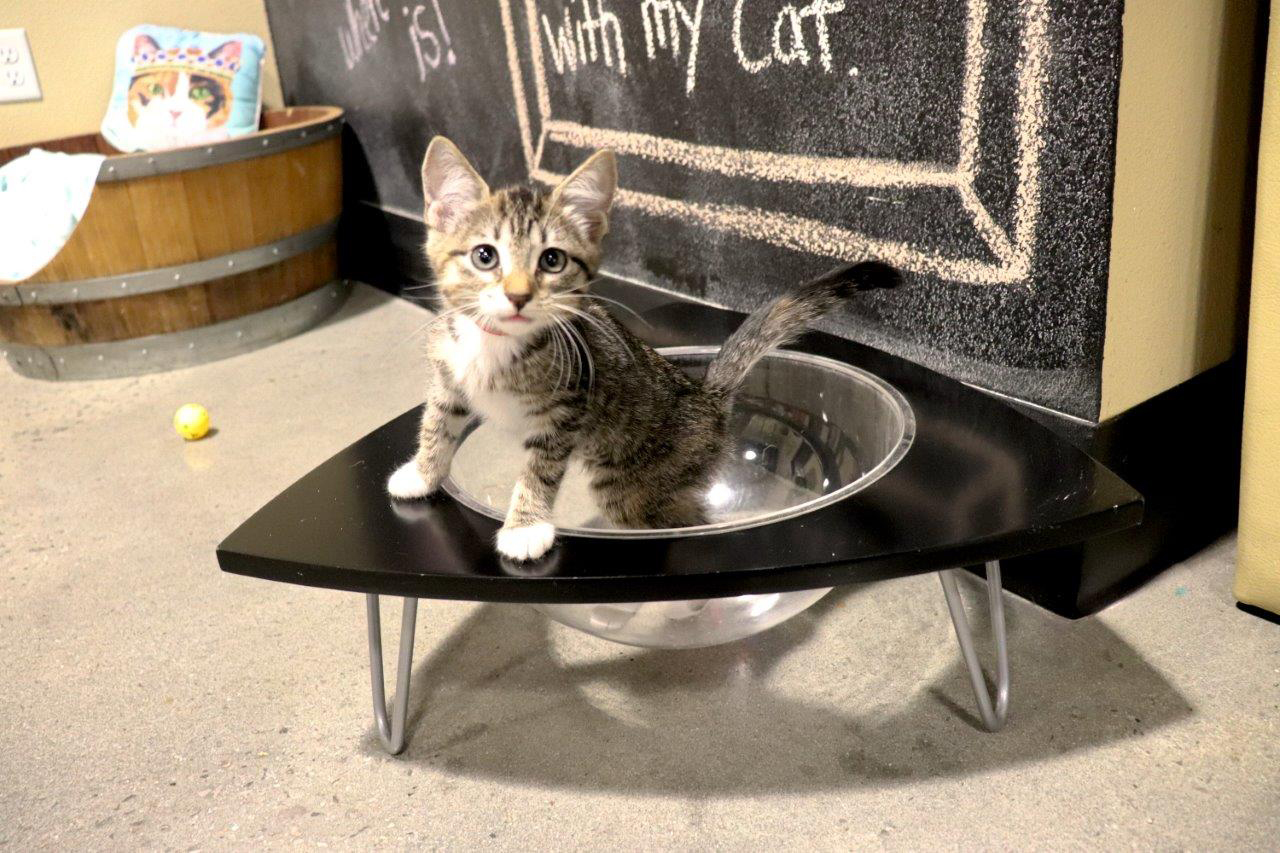 Orlando Cat Cafe