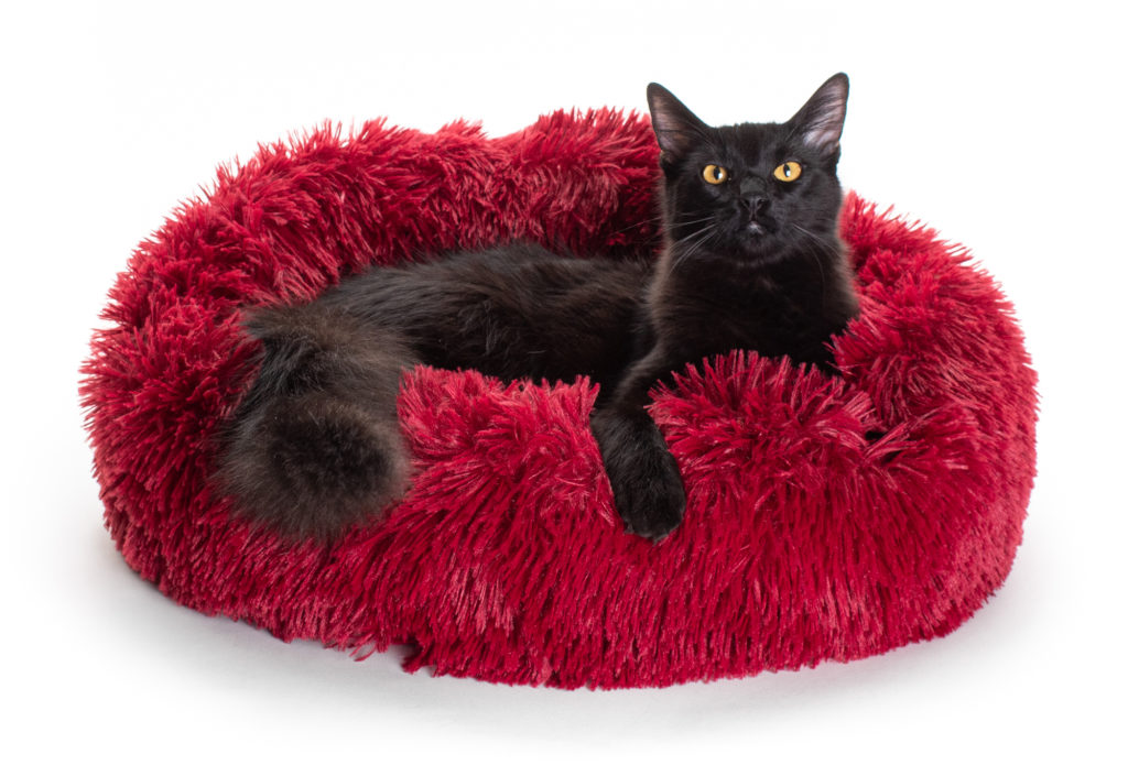 Marshmallow Cat Bed The Coziest Cat Bed You’ll Ever Find! • hauspanther