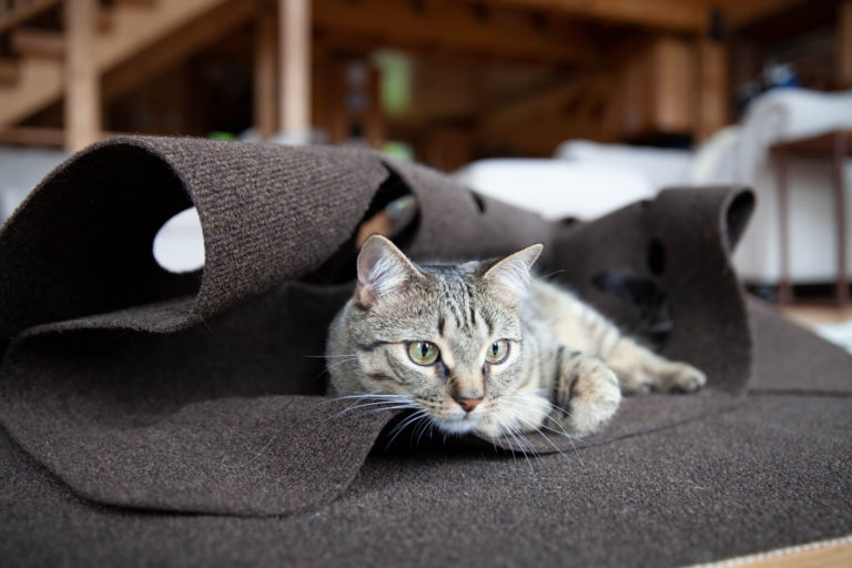 Keep Kitty Occupied This Holiday with the Ripple Rug Cat Activity Mat
