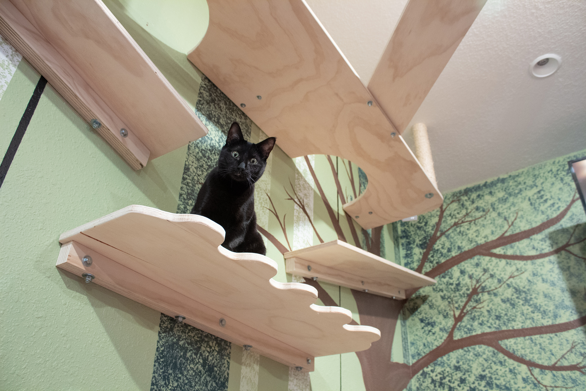 Cat Climbing Shelves DIY