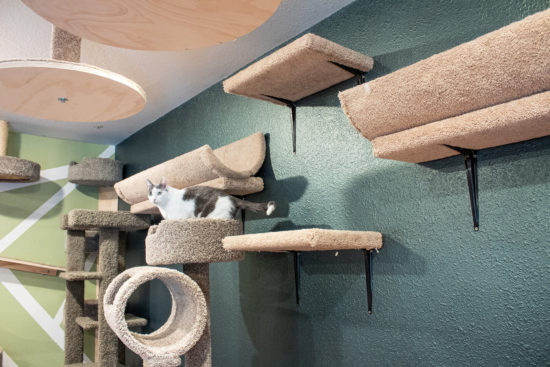 Cat Superhighway Climbing Shelves Catification