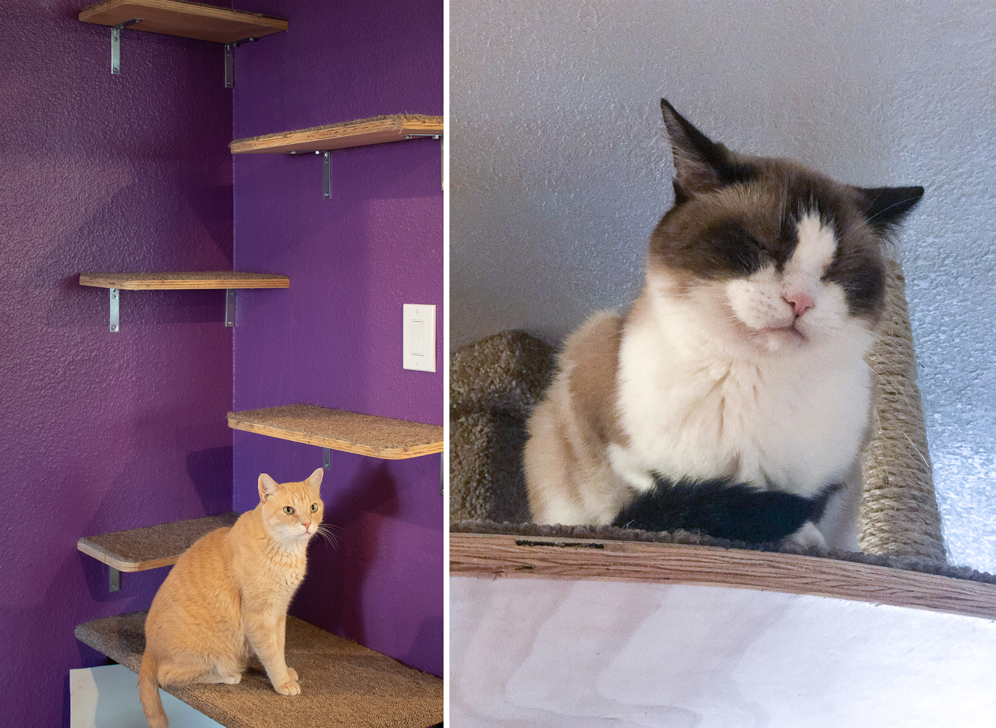 Catification Cat Shelves DIY