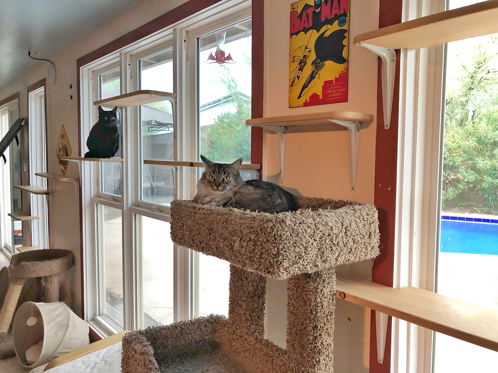 Cat Shelves Catification DIY