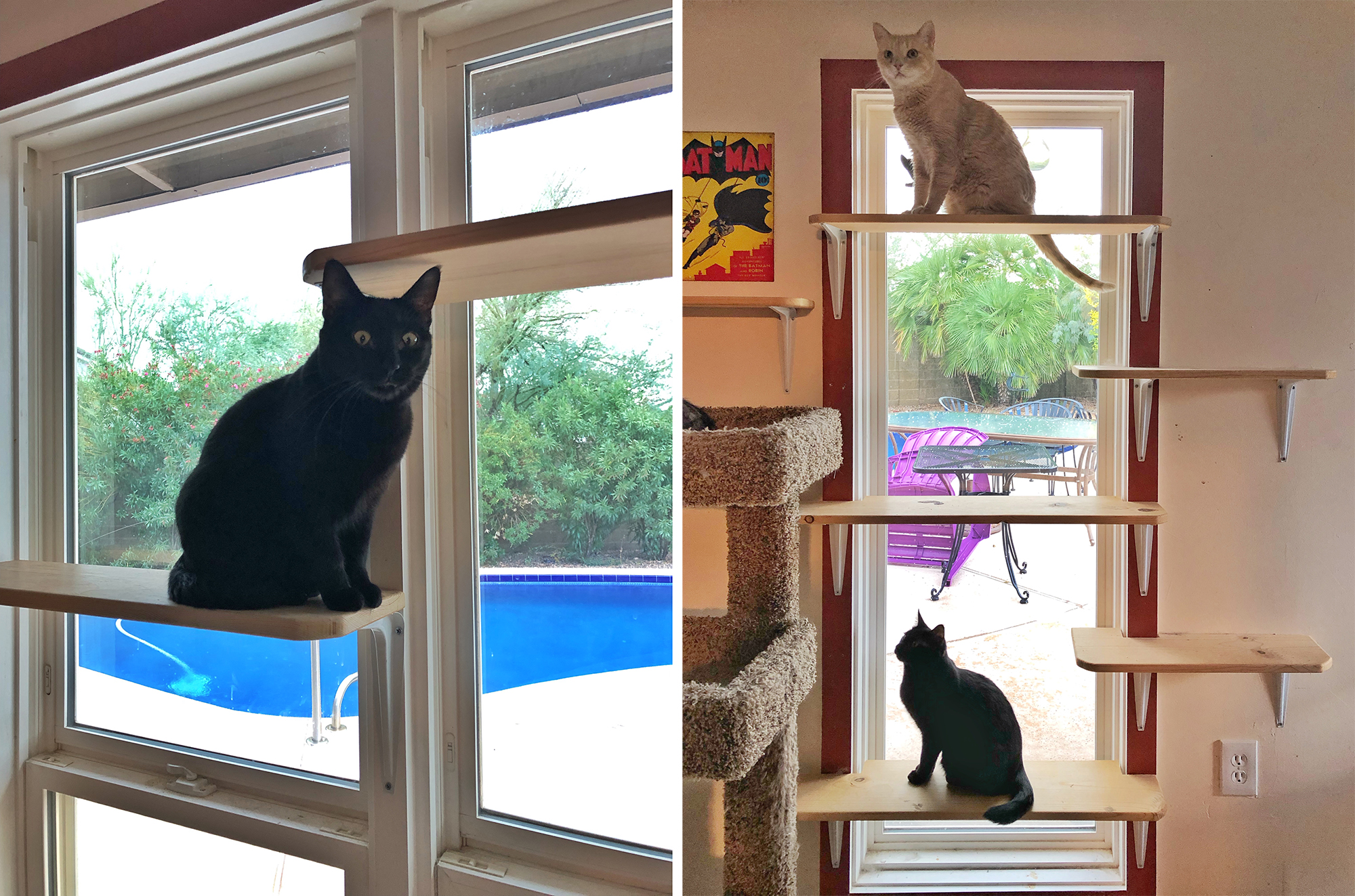 DIY Cat Window Perch Shelves Catification