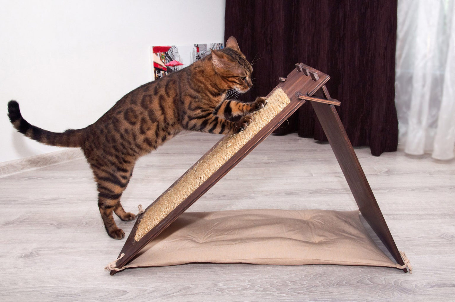 Threeinone Cat Scratcher, Hideaway & Bed • hauspanther