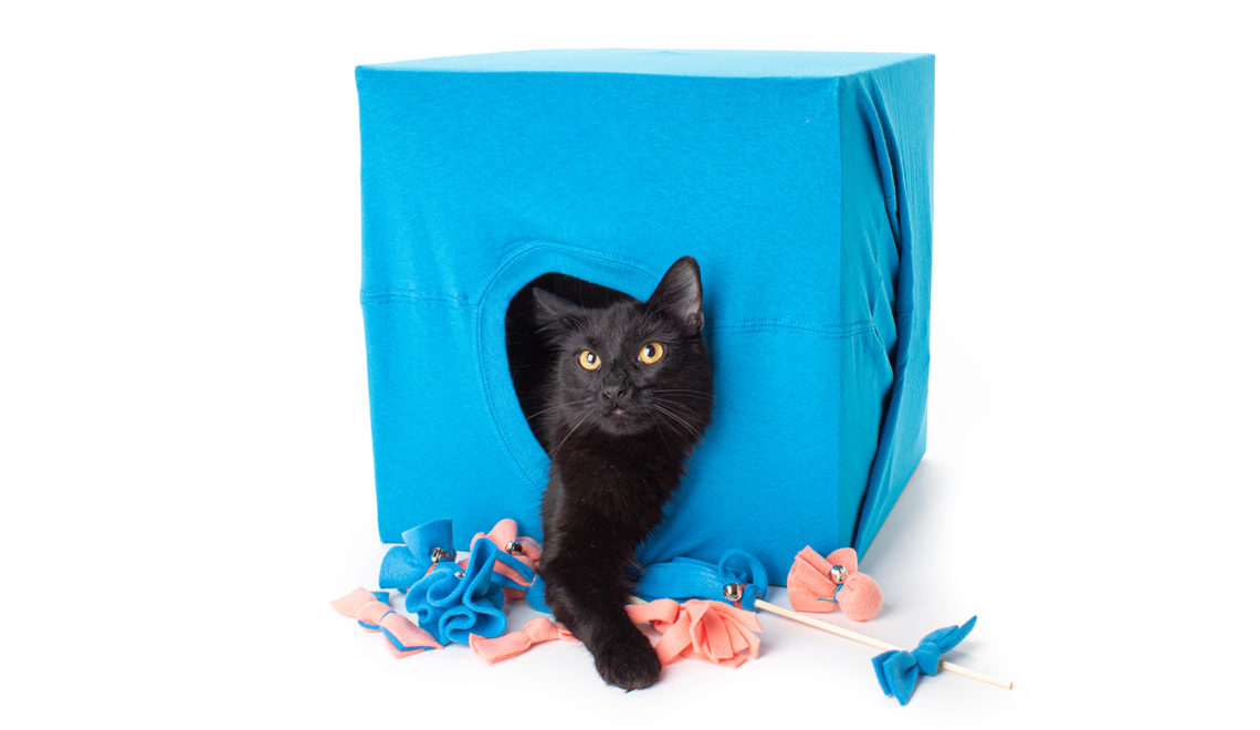 DIY Foster Cat Kit: 5 Easy Catification Projects Every Foster Cat Needs!