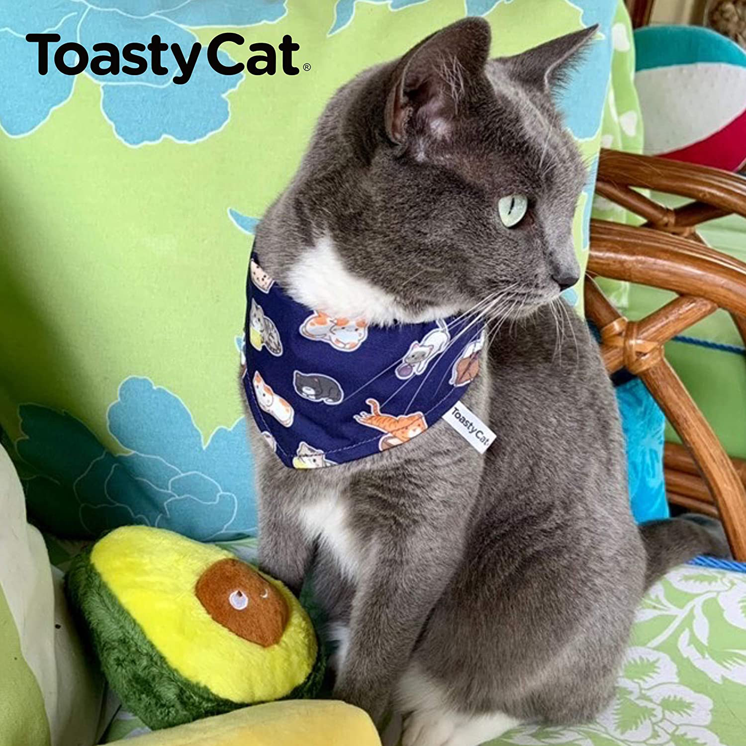 Bread bed for cats online