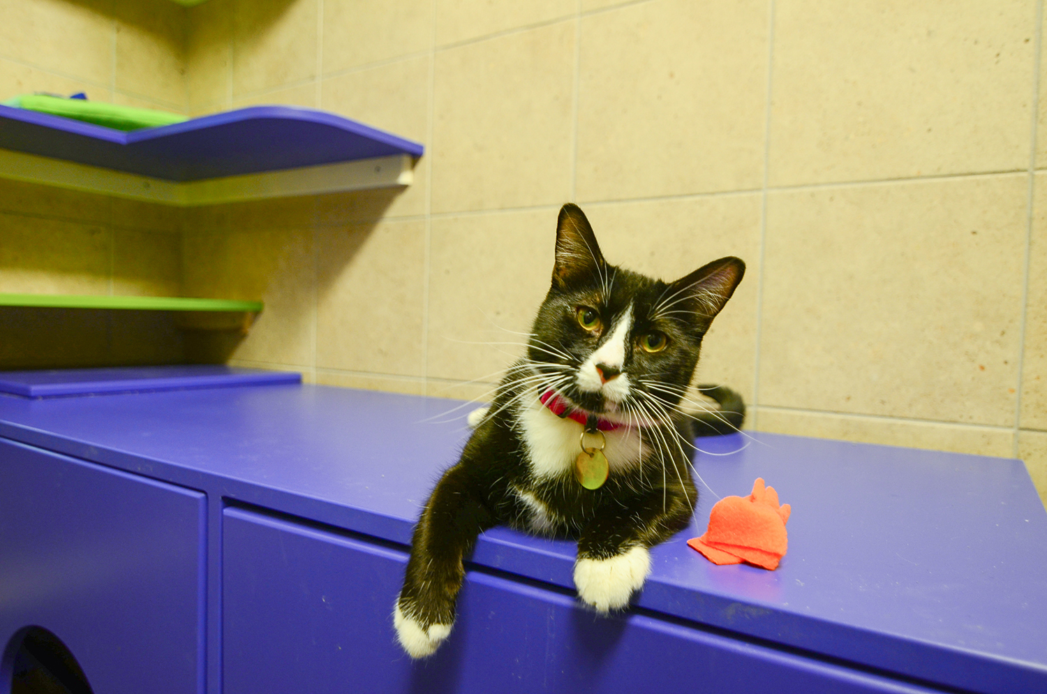 Happy Tuxedo Cat Waiting for Adoption at Denver Dumb Friends League - Shelter Catification