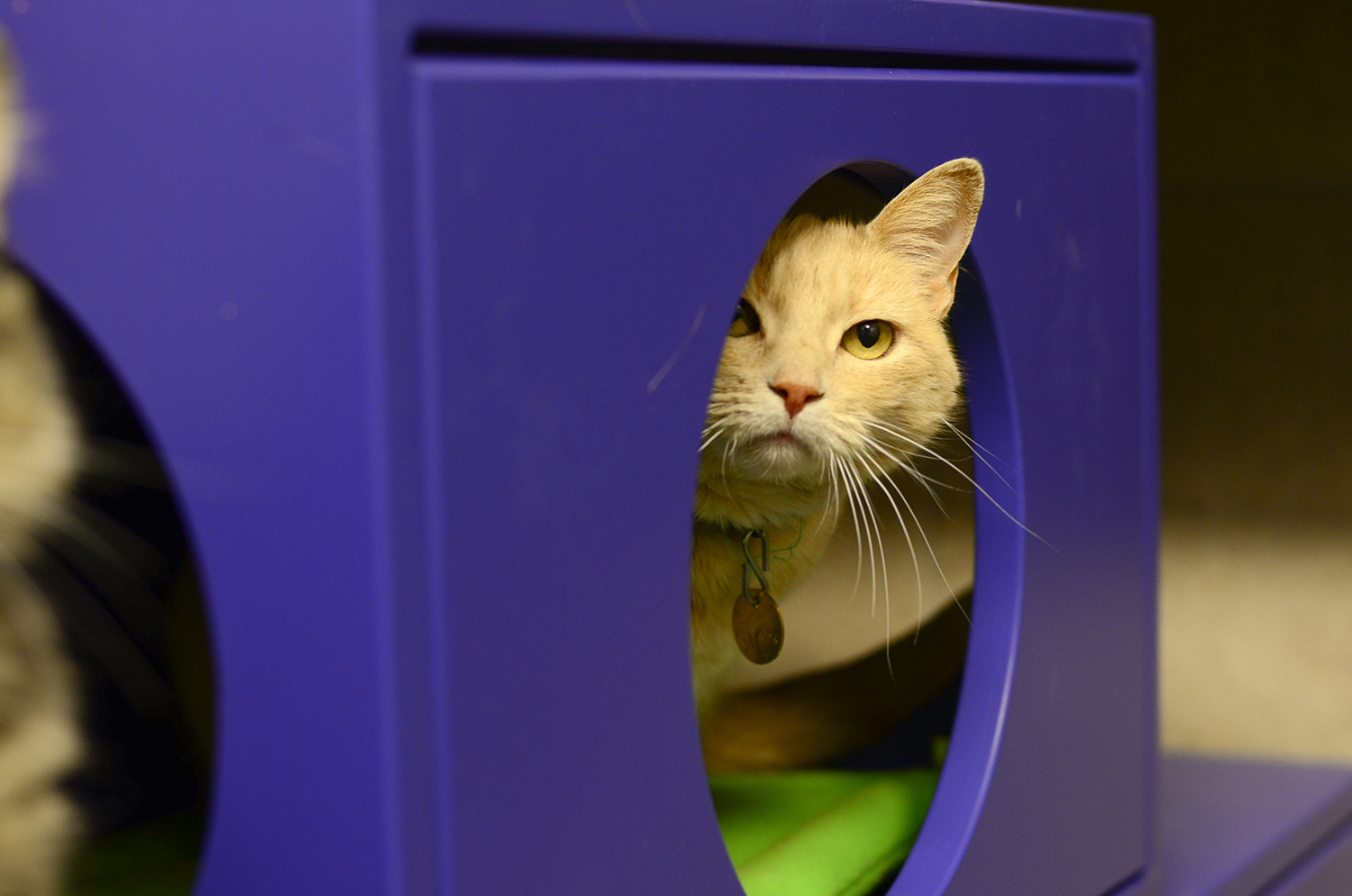 Cat Hideaway Cubby Box at Denver Dumb Friends League - Shelter Catification