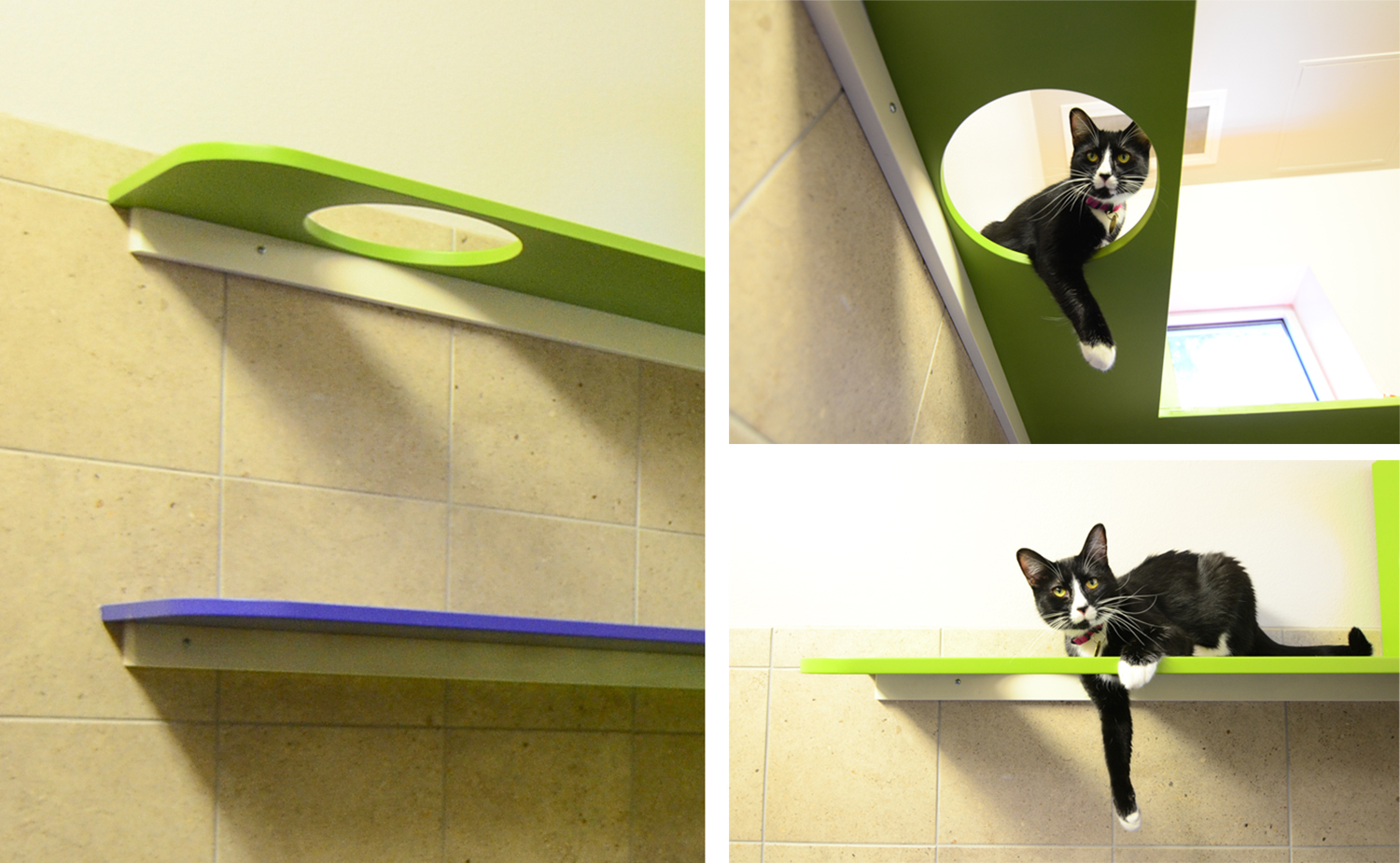 Cat Climbing Shelves with Cutout Passthrough at Denver Dumb Friends League - Shelter Catification