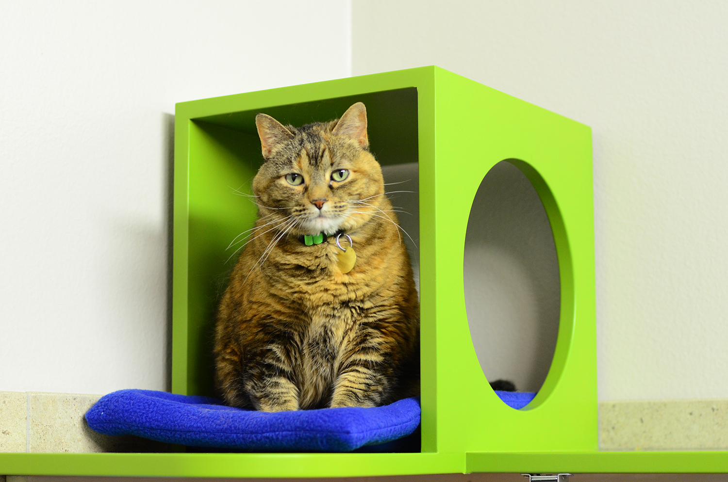 Raised Cat Hideaway Box at Denver Dumb Friends League Cat Room - Shelter Catification