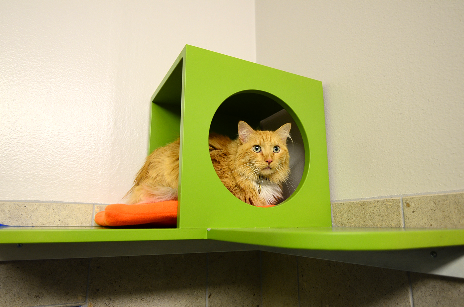 Raised Cat Cubby Box at Denver Dumb Friends League Cat Room - Shelter Catification