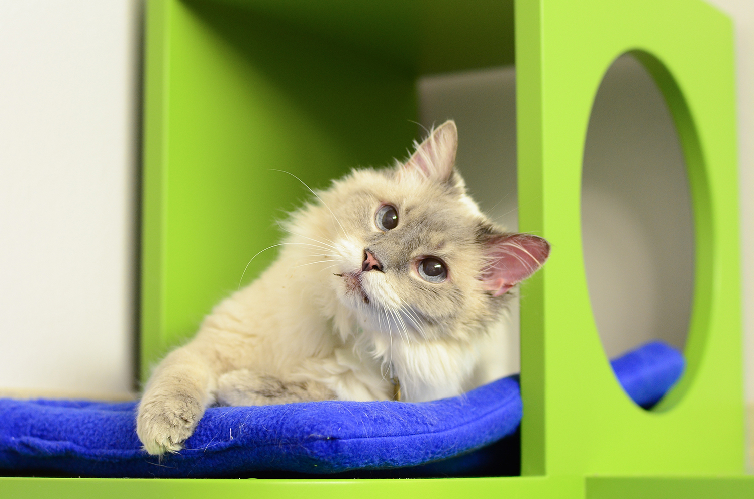 Raised Cat Hiding Box at Denver Dumb Friends League Cat Room - Shelter Catification