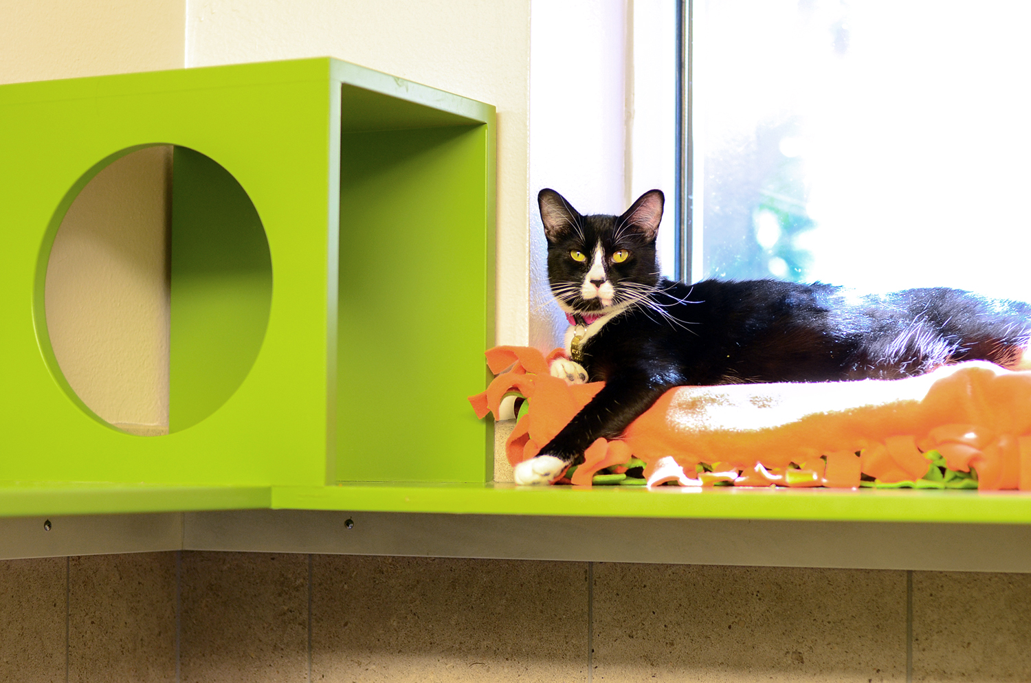 Windowsill Perch at Denver Dumb Friends League Cat Room - Shelter Catification