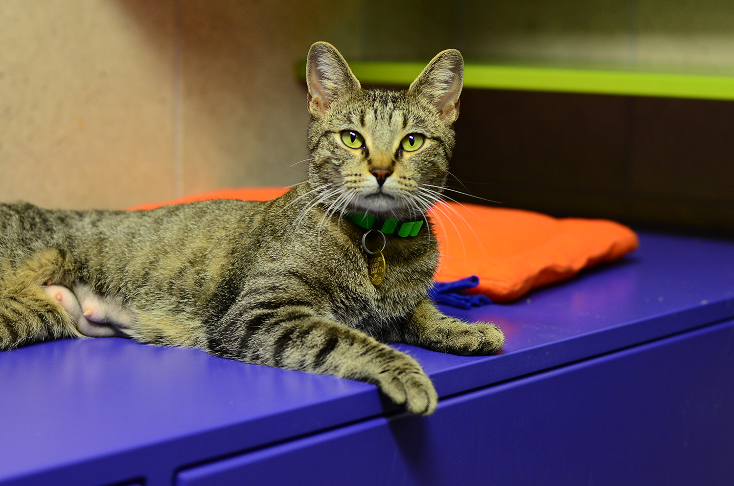 Happy Brown Tabby Cat at Denver Dumb Friends League Cat Room - Shelter Catification