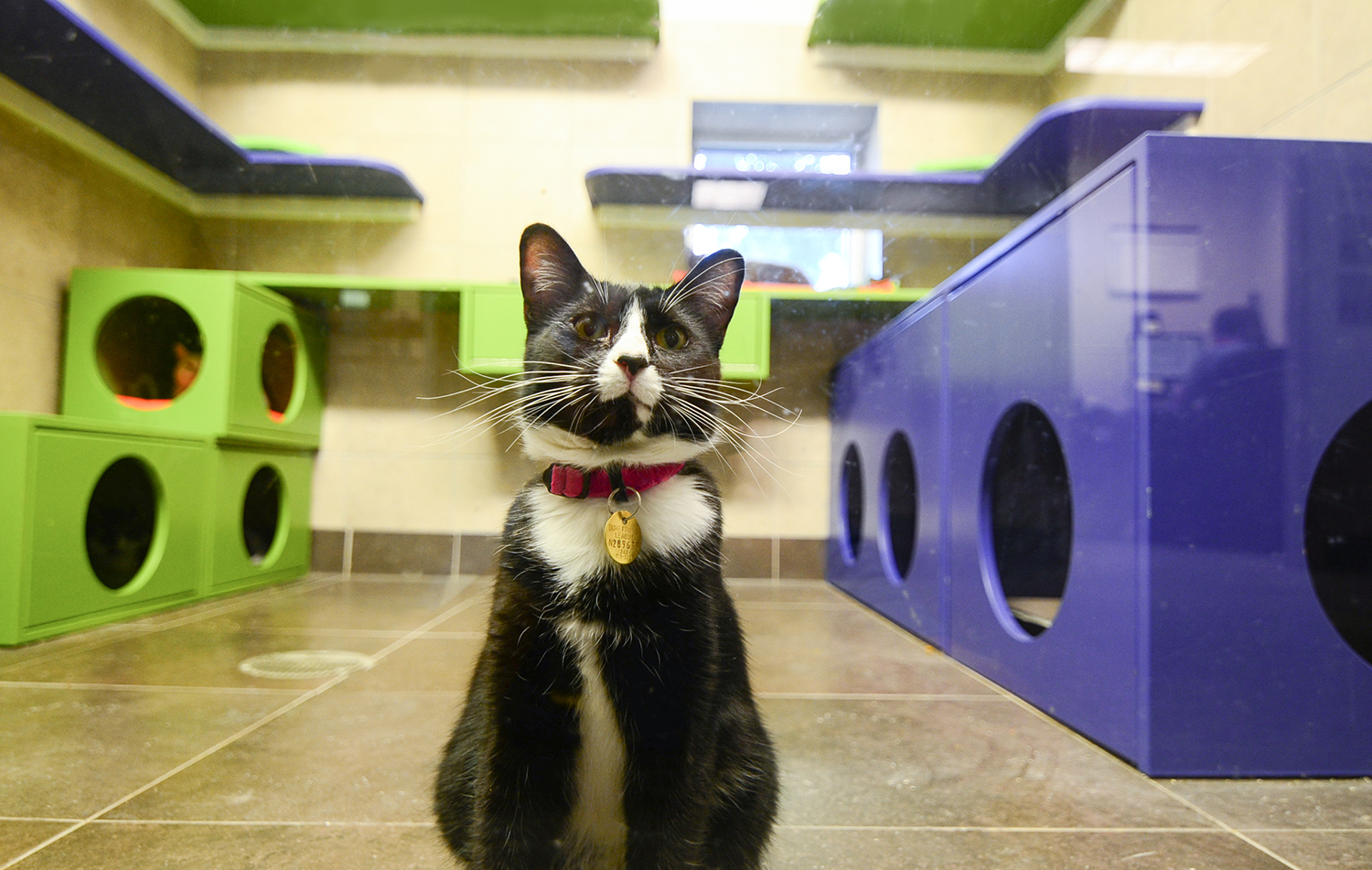 Silly Tuxedo Cat at Denver Dumb Friends League Cat Room - Shelter Catification