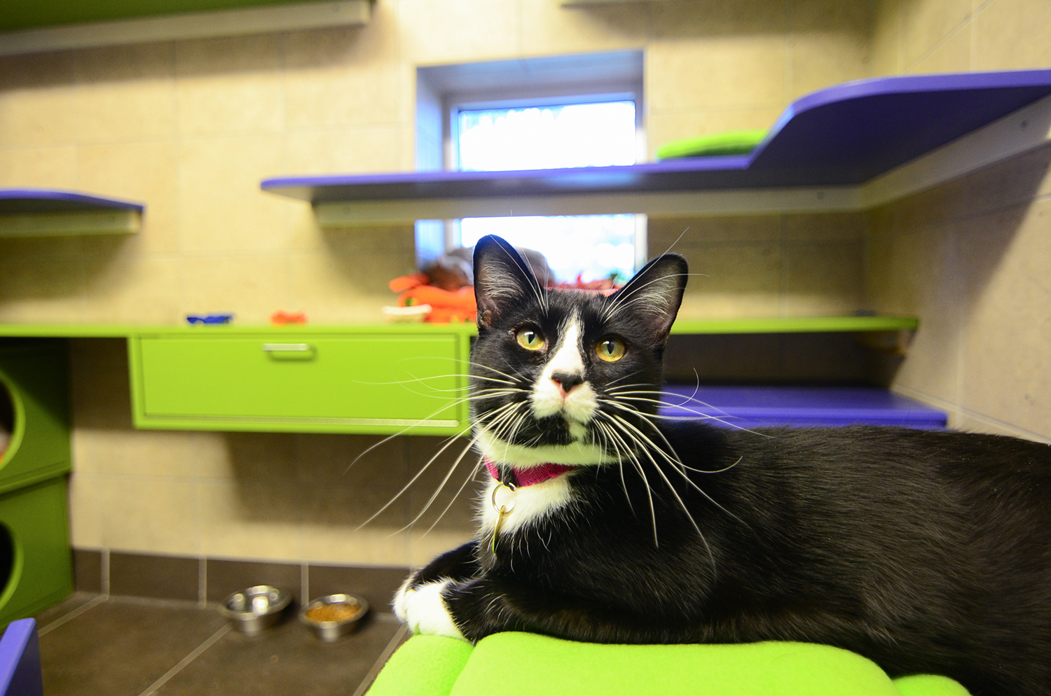 Happy Tuxedo Cat Waiting for Adoption at Denver Dumb Friends League - Shelter Catification
