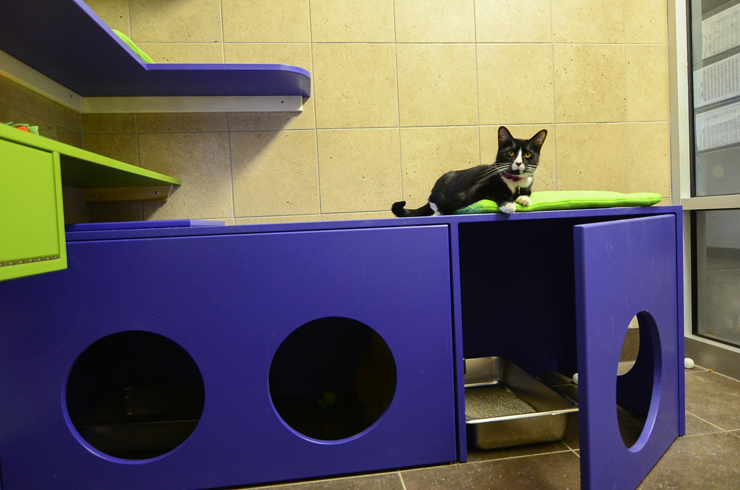 Cat Litter Hider & Bench at Denver Dumb Friends League - Shelter Catification