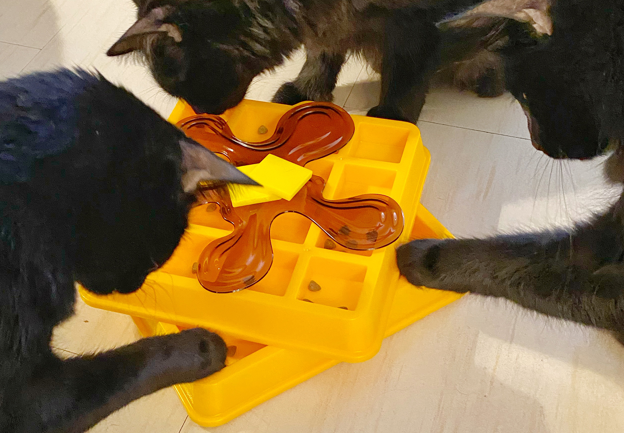 Cats playing with interactive puzzle toy
