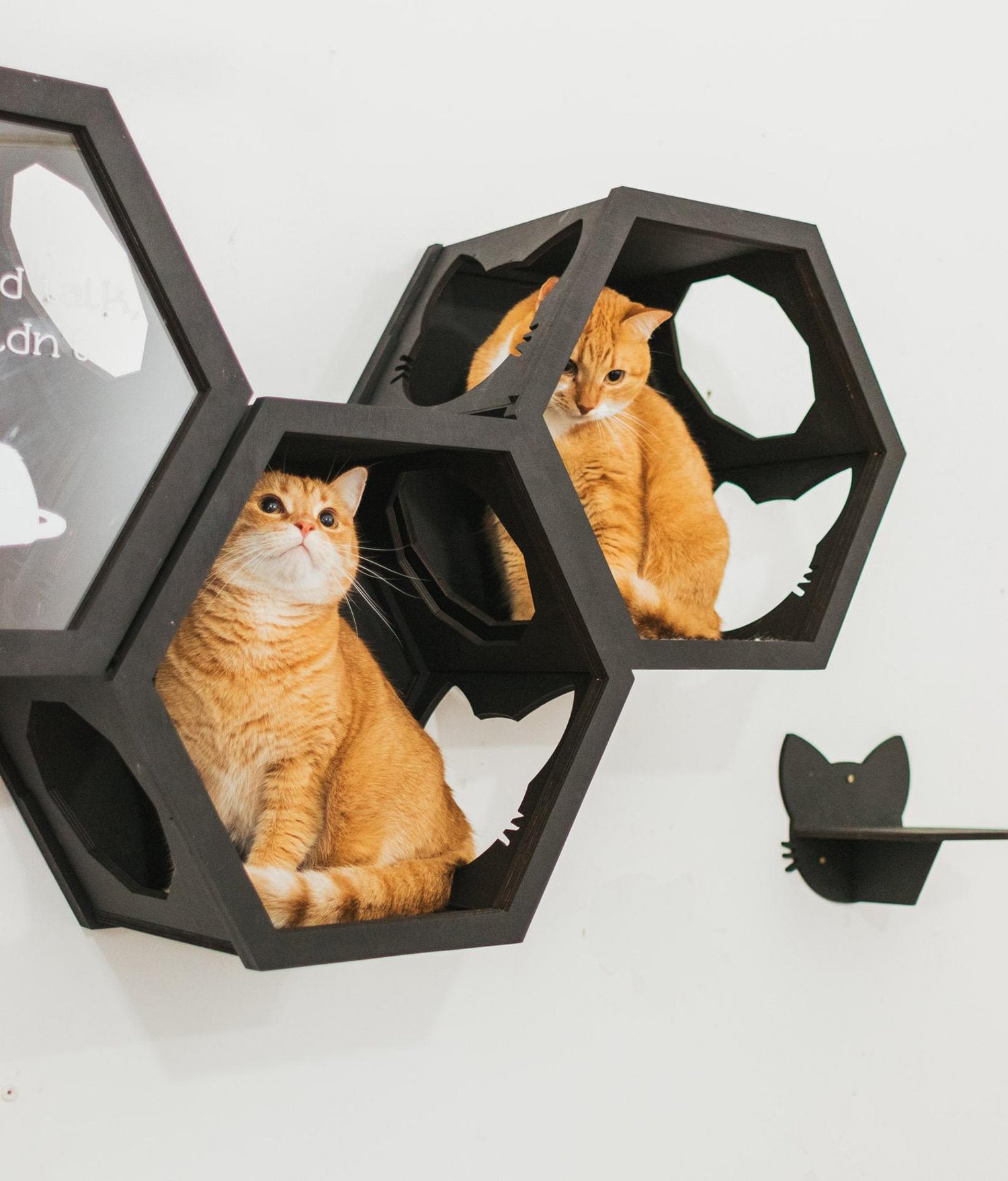 Modern hexagonal connecting cat climbing perches and steps
