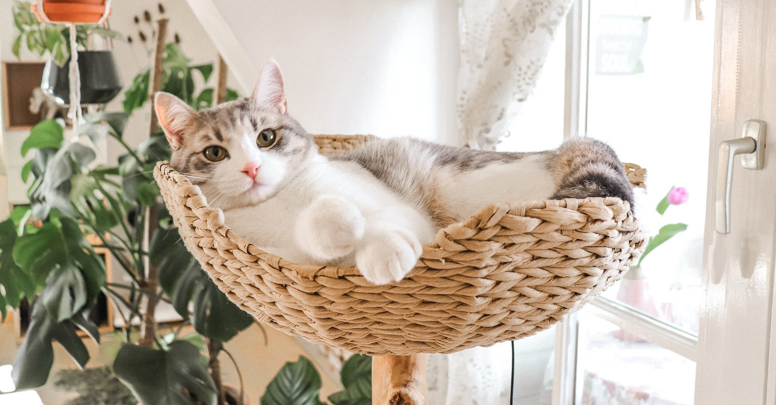 Cat in woven basket on modern cat tree