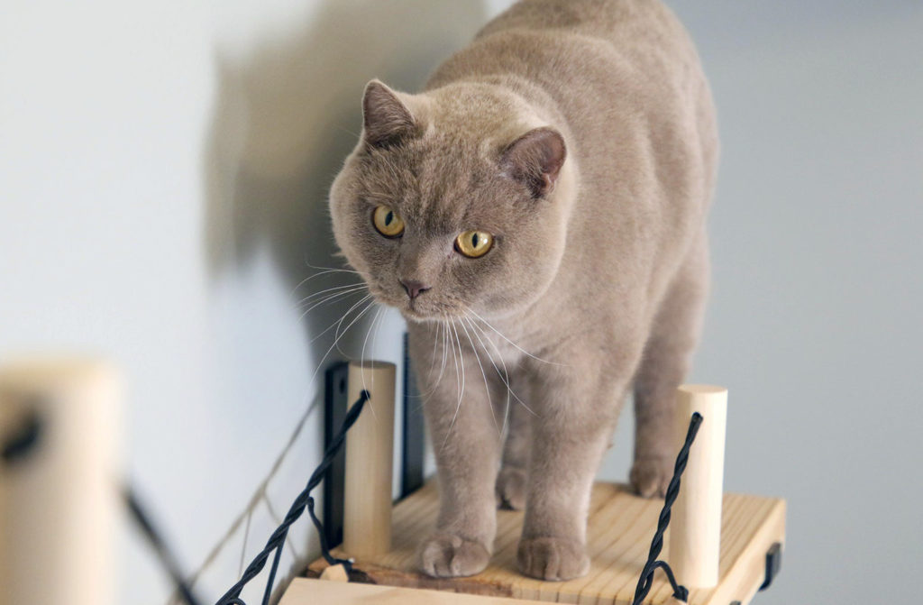 Handcrafted Solid Wood Cat Climbing Furniture from My Pet Project Co.