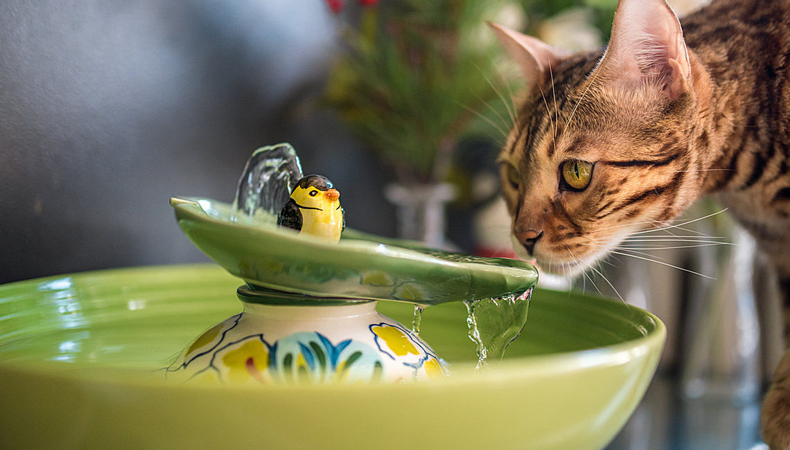 Couture Cat Drinking Fountain Made from Found Objects