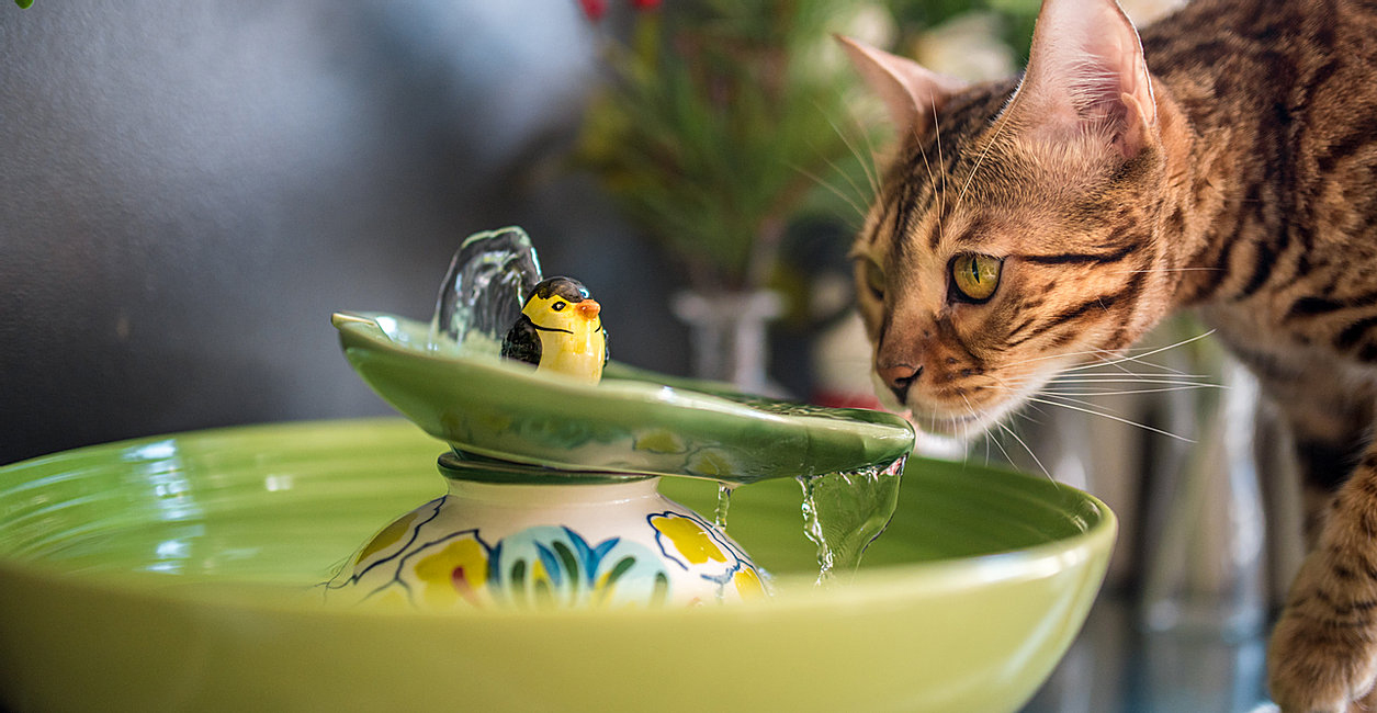 Couture Cat Drinking Fountain Made from Found Objects