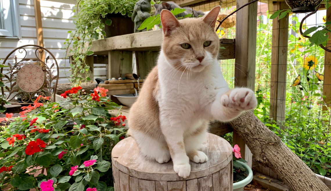 Amazing Catio for Some Lucky Canadian Cats