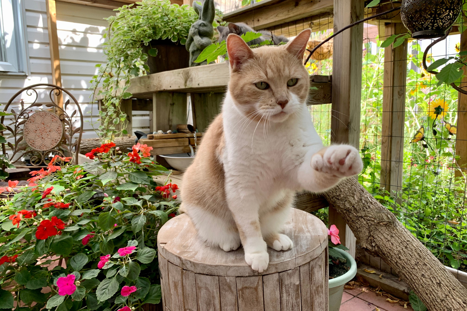 Amazing Catio for Some Lucky Canadian Cats