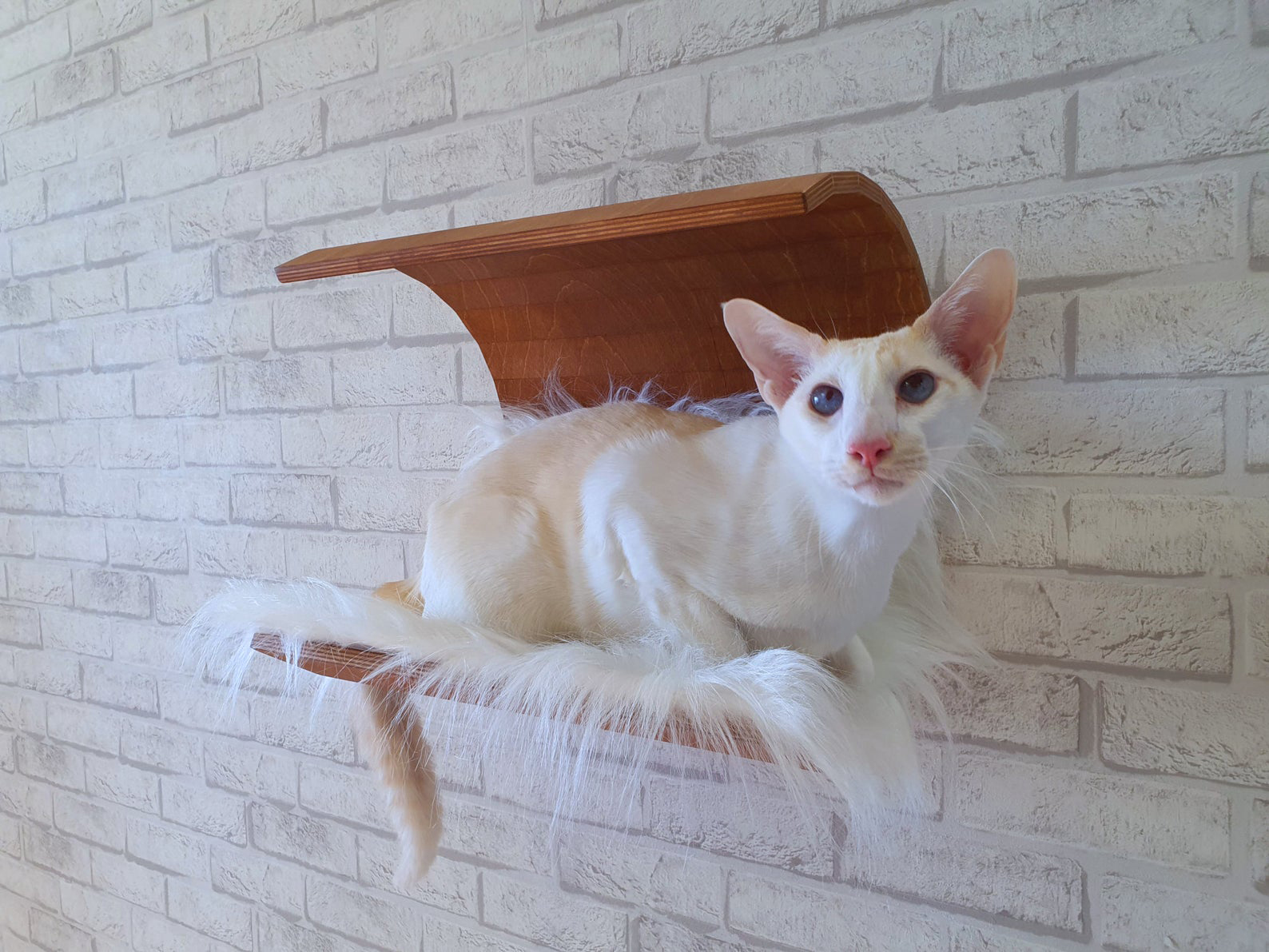 Modern Curved Wall Perch for Cats