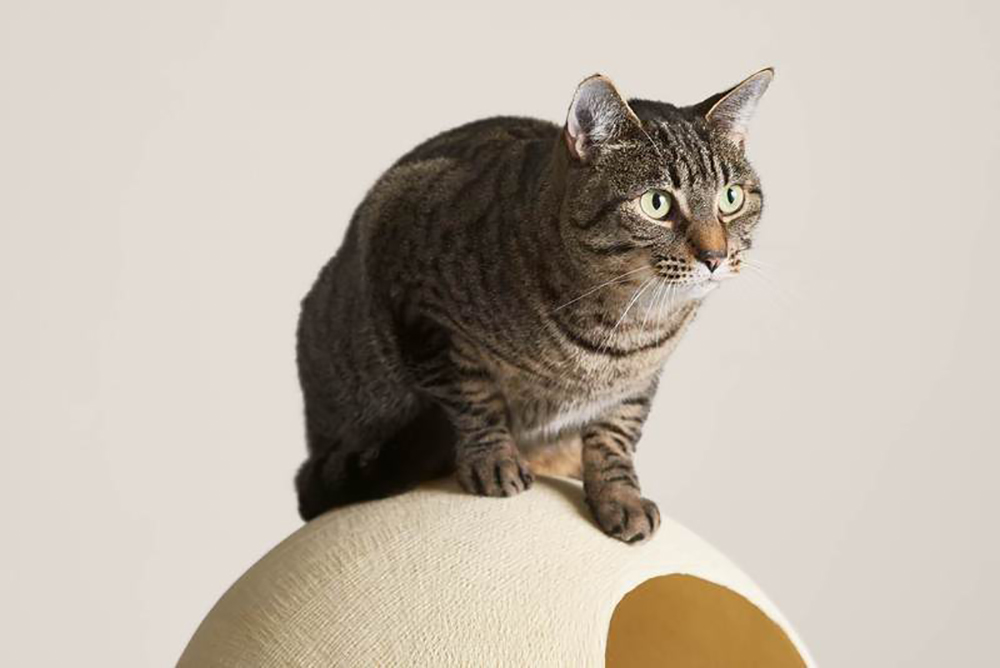 Cat sitting on top of sphere cat bed