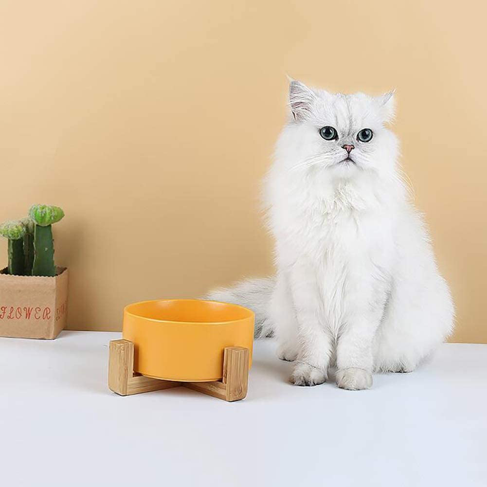 White cat with yellow modern cat dish