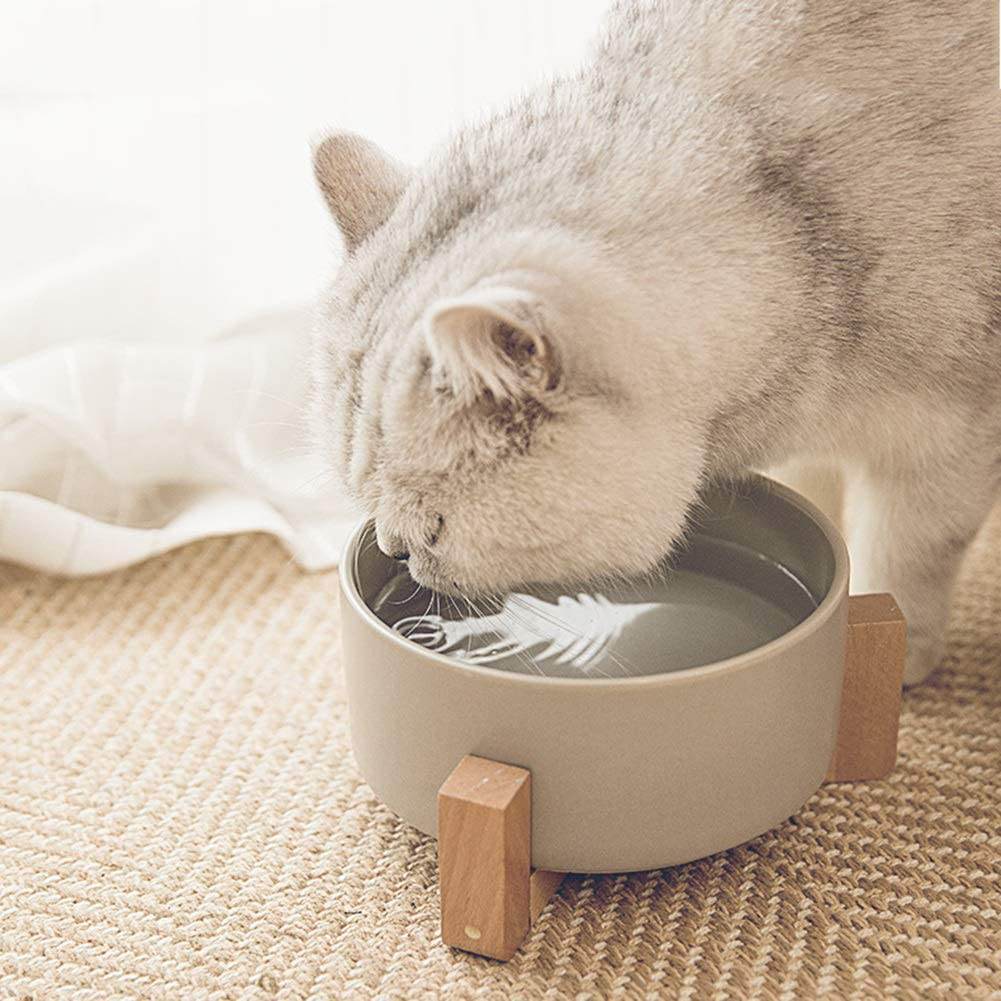 Cat drinking from raised modern cat dish