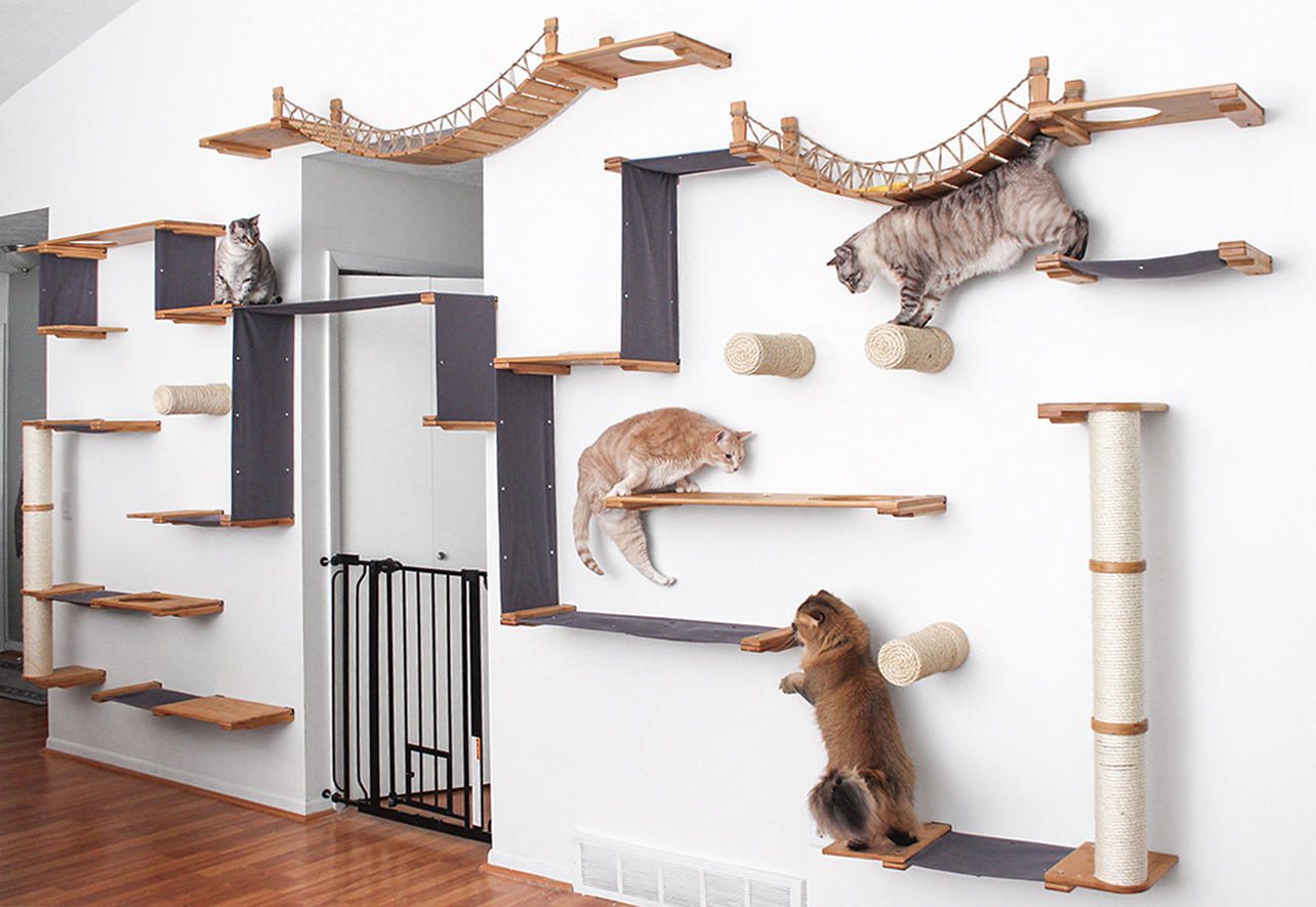 Incredible cat climbing wall