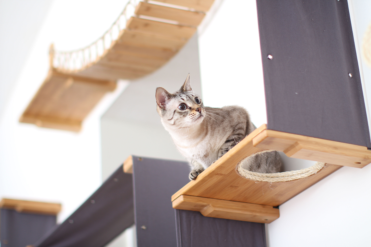 Cute cat on a cat shelf
