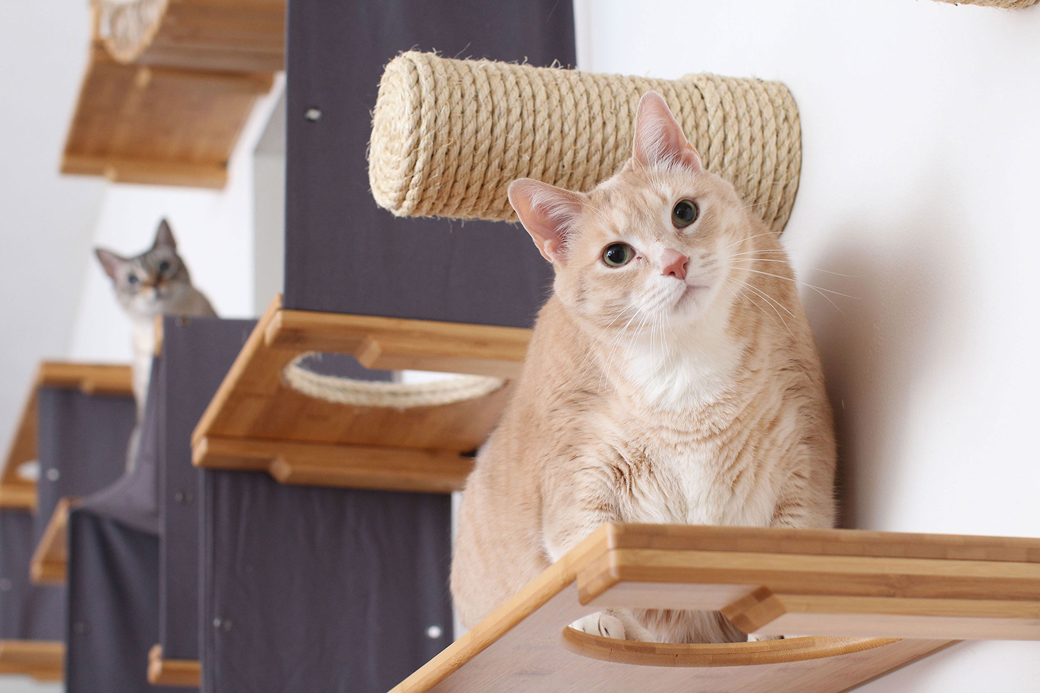 Cats on climbing shelves with sisal post