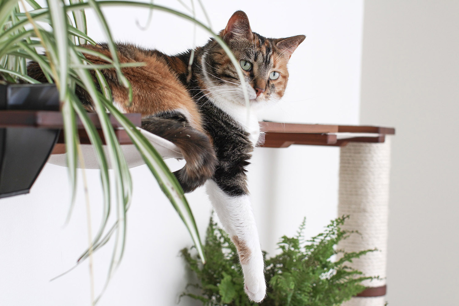 Calico cat with plants on a cat hammock shelf