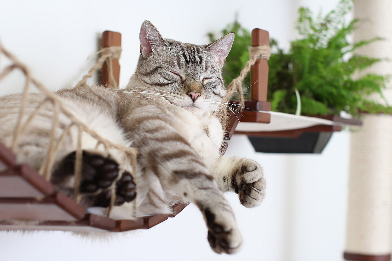 Cat sleeping on a wooden cat bridge