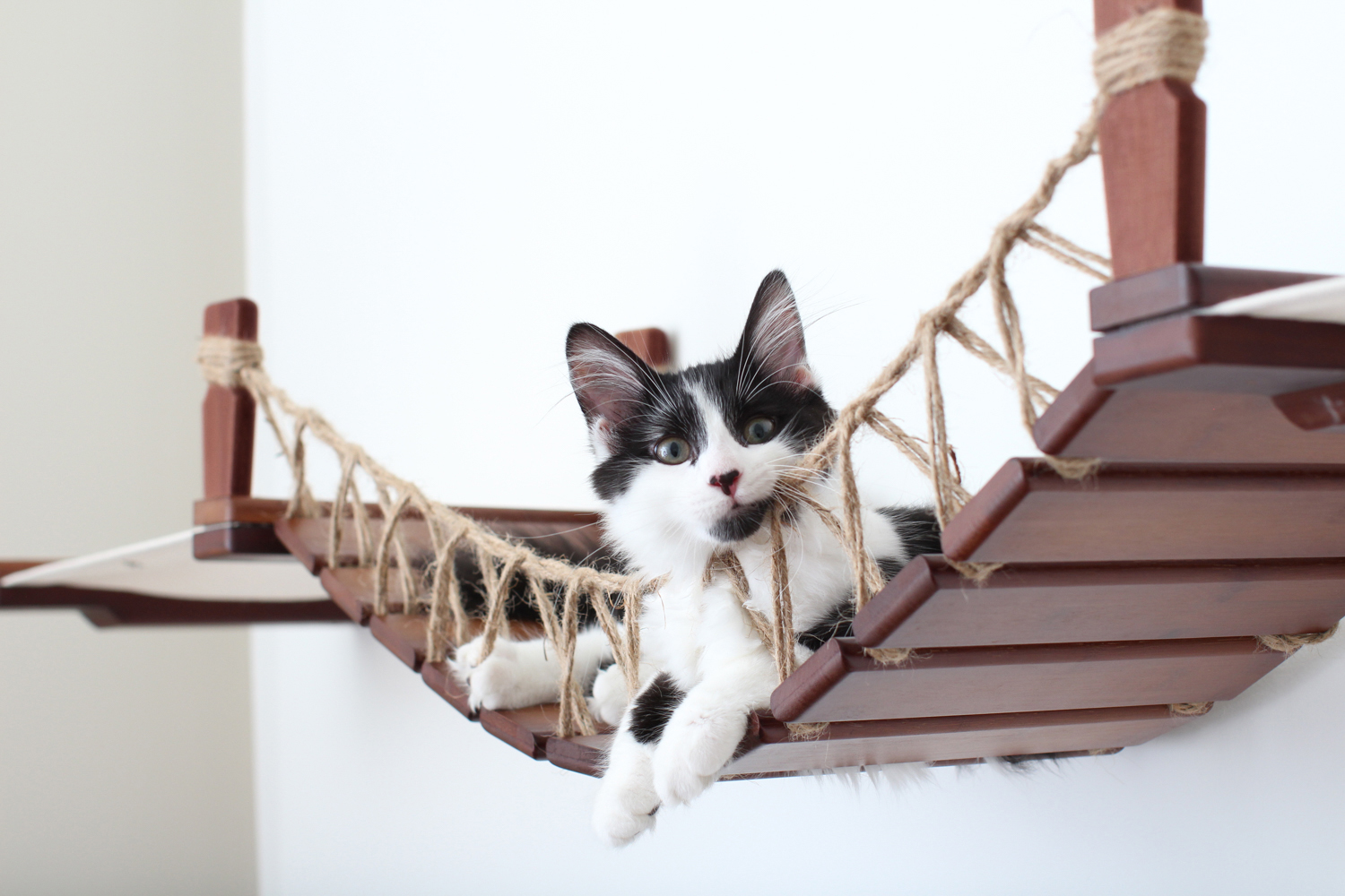 Black and white cat resting on cat bridge
