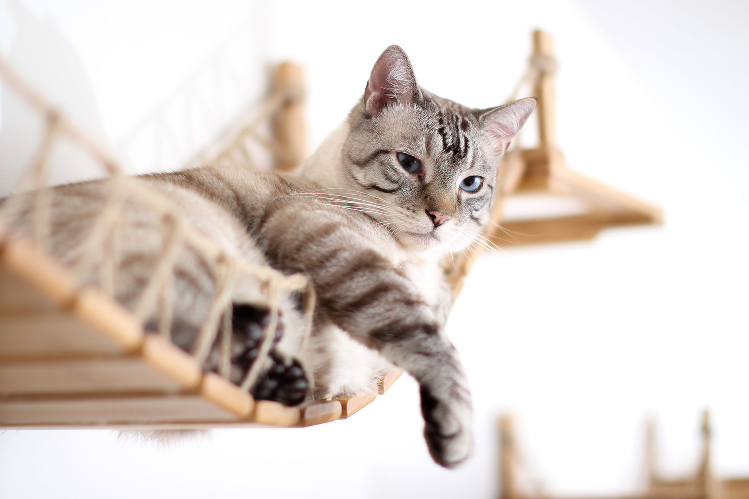 Blue-eyed cat on bamboo cat bridge