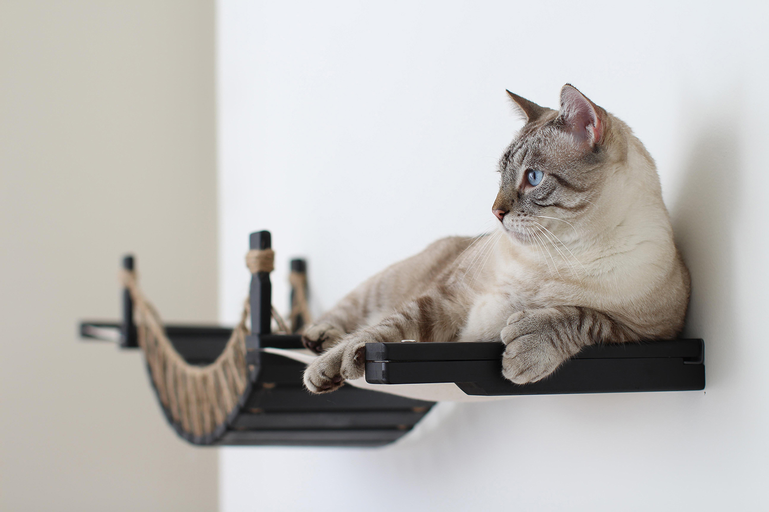 Wall-mounted cat lounge with climbing bridge