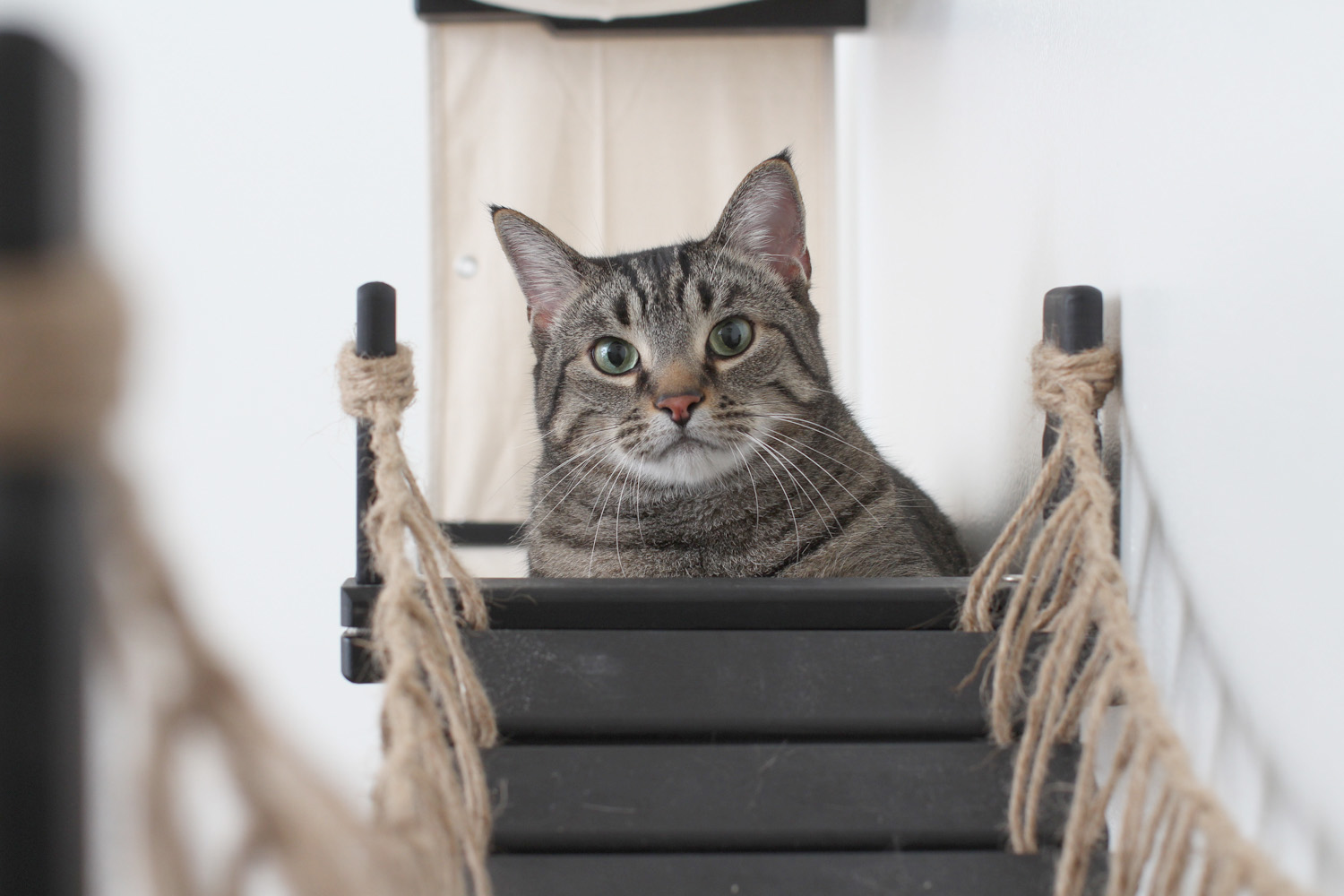 Brown tabby cat at end of cat bridge