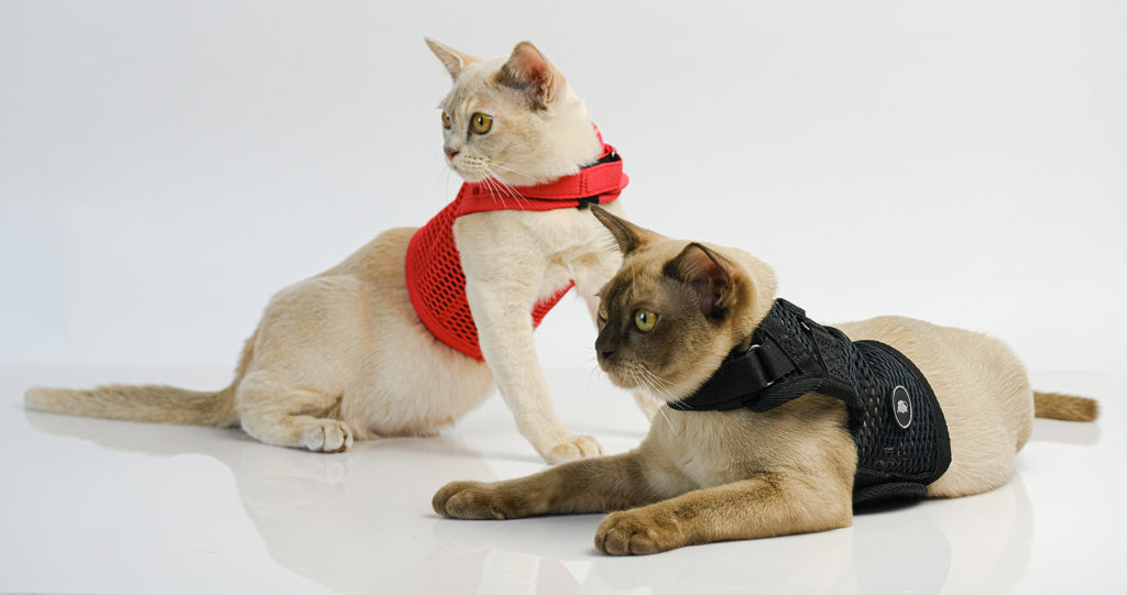 Martingale Cat Harness from Sleepypod Comfort, Beauty & Strength