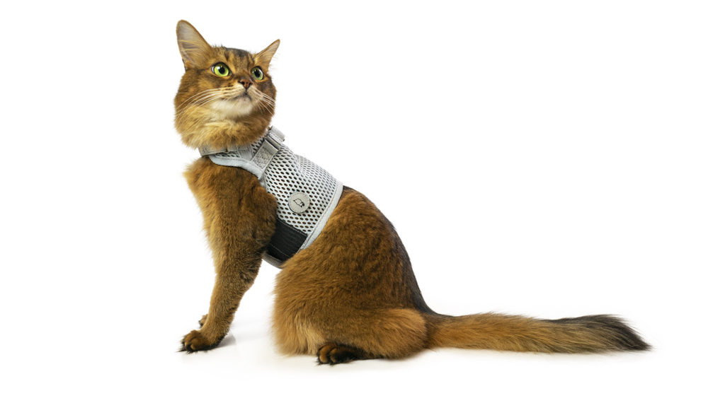 Martingale Cat Harness from Sleepypod Comfort, Beauty & Strength